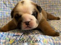 English Bulldog Puppies for sale in Lakeland, Florida. price: $3,500