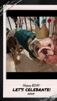 English Bulldog Puppies for sale in Largo, FL, USA. price: $2,500