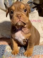 English Bulldog Puppies for sale in Richmond, Virginia. price: $3,500