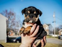 English Bulldog Puppies for sale in Union, Kentucky. price: $3,000