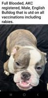 English Bulldog Puppies for sale in Kokomo, Indiana. price: $2,000