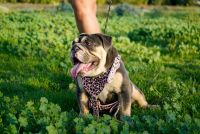 English Bulldog Puppies for sale in Corona, California. price: $3,000