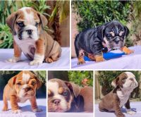 English Bulldog Puppies for sale in Las Vegas, NV, USA. price: $3,000