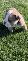 English Bulldog Puppies for sale in Mesa, AZ, USA. price: $2,500