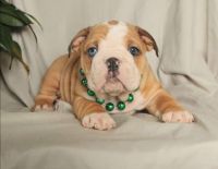 English Bulldog Puppies for sale in Adamsville, Ohio. price: $750