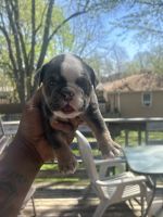 English Bulldog Puppies for sale in Blue Springs, Missouri. price: $3,500