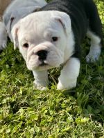 English Bulldog Puppies for sale in Punta Gorda, Florida. price: $3,200