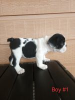 English Bulldog Puppies for sale in Richmond, Texas. price: $2,500