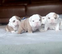 English Bulldog Puppies for sale in Elkhart, Indiana. price: NA