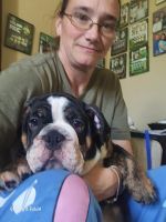 English Bulldog Puppies for sale in Celina, Ohio. price: $2,500
