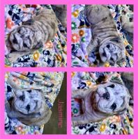 English Bulldog Puppies for sale in Greers Ferry, Arkansas. price: $2,500