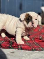 English Bulldog Puppies for sale in Hillside, New Jersey. price: $4,000