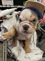 English Bulldog Puppies for sale in College Station, Texas. price: $3,000