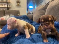 English Bulldog Puppies for sale in Hesperia, California. price: $3,000