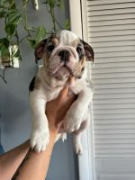 English Bulldog Puppies for sale in Bridgeview, IL, USA. price: $3,000