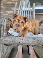 English Bulldog Puppies for sale in Findlay, Ohio. price: $4,500