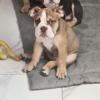 English Bulldog Puppies for sale in Kissimmee, Florida. price: NA