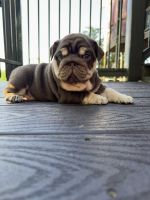 English Bulldog Puppies for sale in Ringgold, Georgia. price: $5,500