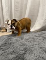 English Bulldog Puppies for sale in Houston, Texas. price: $2,000