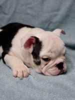 English Bulldog Puppies for sale in La Plata, Maryland. price: $2,200