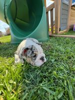 English Bulldog Puppies for sale in Bridgeview, IL, USA. price: $3,000