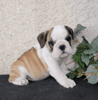 English Bulldog Puppies for sale in San Jose, California. price: $500