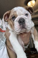 English Bulldog Puppies for sale in Chicago, Illinois. price: $3,000