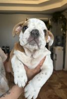 English Bulldog Puppies for sale in Chicago, Illinois. price: $3,000