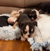 English Bulldog Puppies for sale in Los Angeles, California. price: NA
