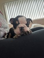 English Bulldog Puppies for sale in Los Angeles, California. price: $100