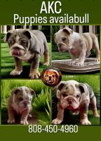 English Bulldog Puppies for sale in Menifee, California. price: $3,500