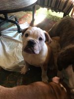 English Bulldog Puppies for sale in Highwood, Montana. price: $2,800