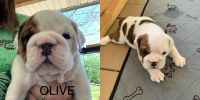 English Bulldog Puppies for sale in Maryville, TN, USA. price: $2,000