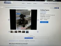 English Bulldog Puppies for sale in Miami, FL, USA. price: $3,000