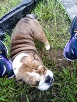 English Bulldog Puppies for sale in Wills Point, Texas. price: $700