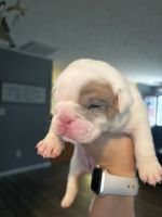 English Bulldog Puppies for sale in Fayetteville, North Carolina. price: NA