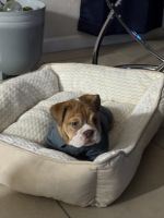English Bulldog Puppies for sale in West Palm Beach, Florida. price: $4,000