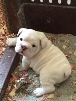 English Bulldog Puppies for sale in Coopers Town, The Bahamas. price: $400