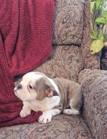 MINI Bulldog puppies