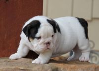 English Bulldog Puppies for sale in Idaho Falls, ID, USA. price: NA
