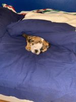 English Bulldog Puppy 10 weeks old