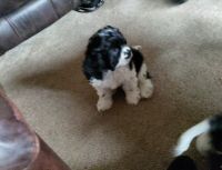 English Cocker Spaniel Puppies for sale in Salem, OR, USA. price: $1,000