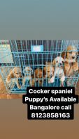 English Cocker Spaniel Puppies for sale in Bengaluru, Karnataka, India. price: 8000 INR