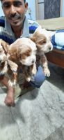 English Cocker Spaniel Puppies for sale in Charmwood Village, Sector 39, Faridabad, Haryana, India. price: 25000 INR