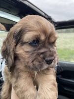 English Cocker Spaniel Puppies for sale in Caldwell, ID, USA. price: $1,000