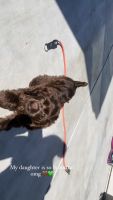 English Cocker Spaniel Puppies for sale in Van Nuys, Los Angeles, CA, USA. price: $2,500