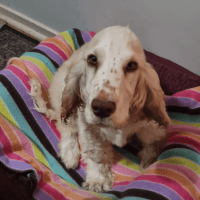 English Cocker Spaniel Puppies for sale in Adelaide, South Australia. price: $1,500
