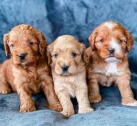 English Cocker Spaniel Puppies for sale in Kings Beach, California. price: $500