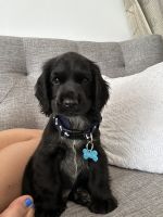 English Cocker Spaniel Puppies for sale in Gold Coast, Queensland. price: $2,000