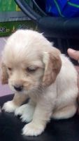 English Cocker Spaniel Puppies for sale in Faridabad, Haryana, India. price: 9,000 INR